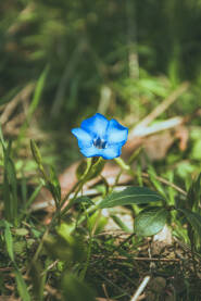 Plavi cvijet u prirodi okruzen zelenilom.