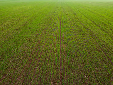 Ozima pšenica. Snimak dronom na zeleno polje po hladnom i maglovitom zimskom danu. Mladi usjevi žitarica rastu na poljoprivrednom polju. Poljoprivreda.