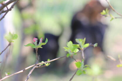 Proljeće u gradu. Krupni plan mladog cvijeta na urbanom rastinju.