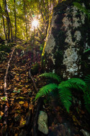 Plješevička prašuma