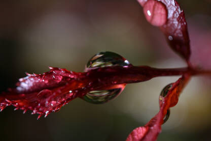 Kap vode na mladoj grančici
