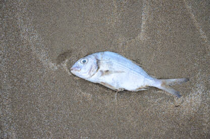 Tijelo mrtve ribe na plaži u blizini mora. Onečišćenje vode.