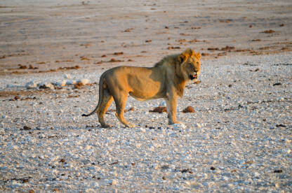 Lav u NP Etosha u Namibiji.