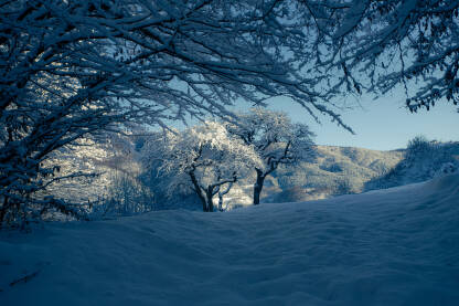 Dva stabla na livadi prekrivena snijegom