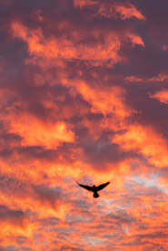 Prelijepe boje i formacije oblaka u vrijeme zalaska sunca i jedna crna ptica