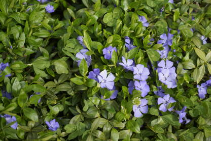 Mali zimzelen,puzava trajnica plavih cvjetova sa sitnim, tamno zelenim, sjajnim jajolikim listovima. Stvara niski zimzeleni pokrivač tla. 
lat. Vinca minor