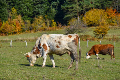 Krave pasu travu na livadi tokom dana. Stoka na ispaši.