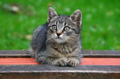 Mačka na klupi. Sivo mače leži na drvenoj klupi.