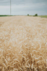 Polje pšenice, oblačan dan