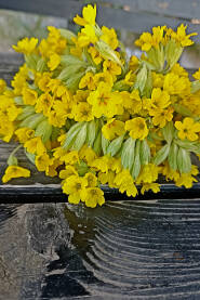 Jaglac/jagorčevina Buket žute biljke Jaglaca na crnom stolu. Jaglac, Primula vulgaris, jagorčevina, jagorčika, jaglika.