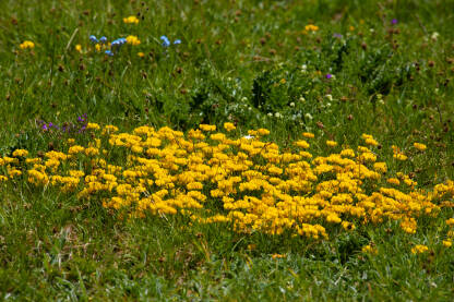 Sitni žuti cvjetovi u travi