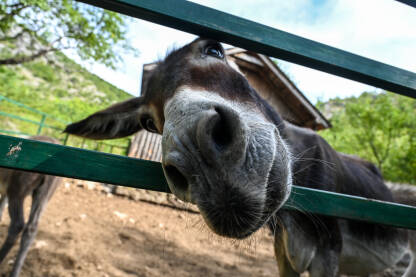 Smiješni magarac na farmi. Magarci na selu.