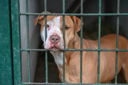 Pas pit bull gleda iza zelenih metalnih rešetki skloništa za životinje. Usamljeni pit bull unutar ograđenog skloništa za životinje.
