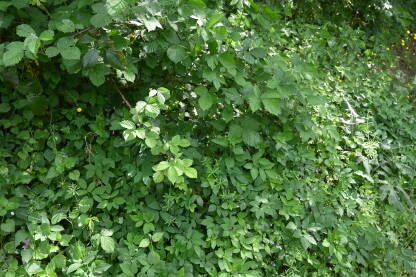 Zelena vegetacija u šumi u rano proljeće. Listovi na grmlju i trave na planini.
