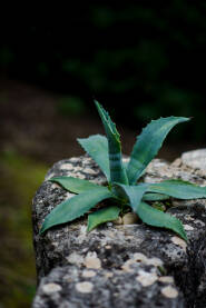 Mlada agava u kamenu