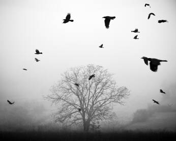 Let vrana ispred stabla u magli u jesen