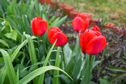 Tulipani cvjetaju u vrtu u proljeće. Crveno cvijeće.