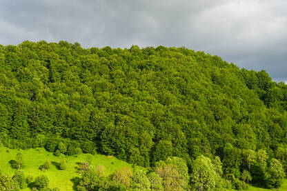 Zelena šuma na planini. Zeleno drveće u proljeće. Oblačno nebo.