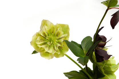 Kukurijek (lat. Helleborus) na bijeloj podlozi. 
Kukurijek je jedinstven po tome što cvjeta zimi i otporan je na hladnoću.