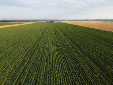 Polje kukuruza, snimak dronom. Stabljike mladog kukuruza rastu na njivi.