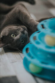 Razigrana maca u kući sa svojim igračkama