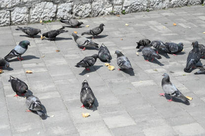 Golubovi jedu hljeb na ulici. Divlje ptice.
