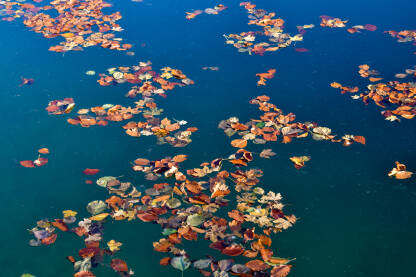 Voda puna uvelog lišća. Jesen u prirodi. Opalo lišće pluta na površini vode.