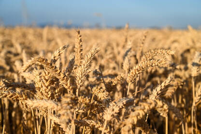 Polje sa zlatnim žitom ljeti. Zrelo žuto klasje pšenice spremno za žetvu. Žitarice.