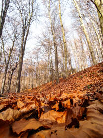 Jesen u bosanskoj šumi