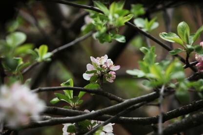 Roze beli cvetovi na granama jabuke u prolece, zeleni listovi