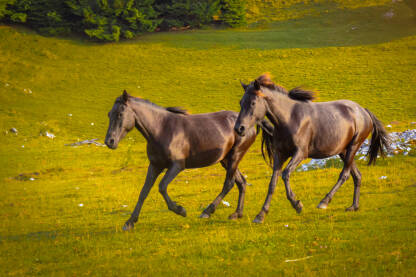 Dva bosanska brdska konja