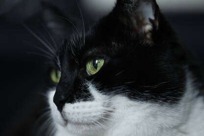 Crno-bijela domaća, kućna mačka sa zelenim očima. Odrasla mačka. Kućni ljubimac.