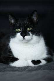 Na slici je crno-bijela kucna macka u svojoj klasicnoj macijoj pozi.