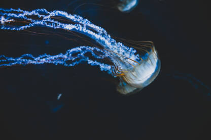 Meduze plivaju u moru. Meduza pluta pod vodom, krupni plan.