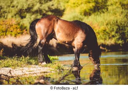 Konj na rijeci pije vodu