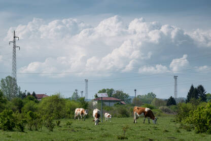 Krave pasu travu na pašnjaku i veliki kumulonimbus oblak u pozadini