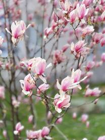 Divne nježno roze boje latice magnolije.