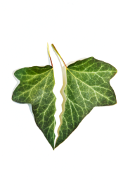 Svježi list bršljana na bijeloj pozadini.