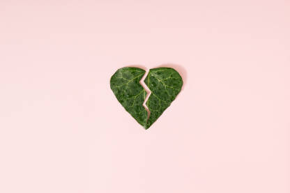 Svježi zeleni list u obliku srca s pukotinom u sredini.