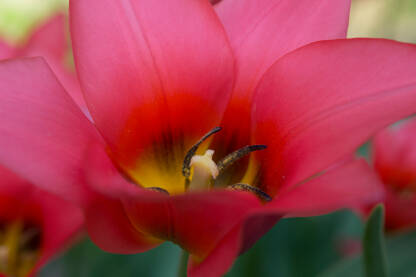 Crveni tulipan makro