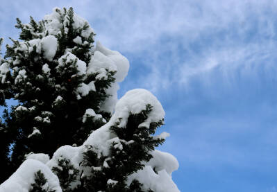 Plavo nebo i bor prekriven snijegom