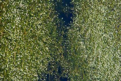 Urijeci Zalomki raste cvijet barski ljutić, koji cvjeta u proljeće i početkom ljeta i tada prekriva površinu vode.