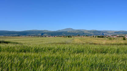 Livanjsko polje, Livno BiH. Polje okruženo planinama ljeti. Žitarice rastu u polju.