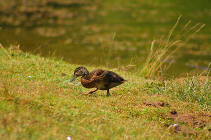 Divlja patka u travi