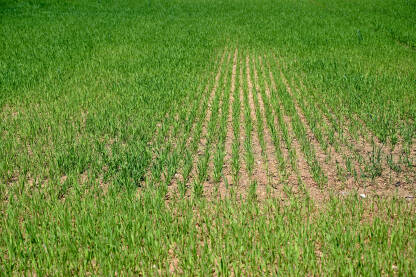 Mlada pšenica raste u polju. Poljoprivreda.