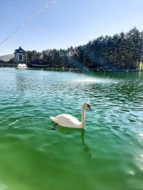 Beli labud pliva u jezeru po divnom suncanom danu na Zlatiboru.