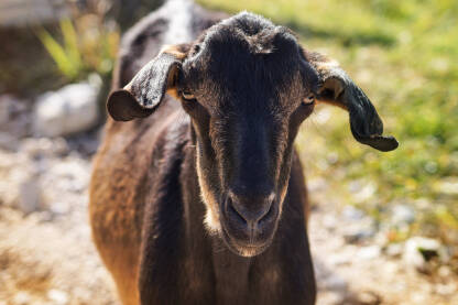 Domaća smeđa koza na ispaši.