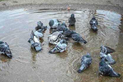 Golubovi se kupaju u lokvi vode u gradu. Jato divljih golubova u vodi.