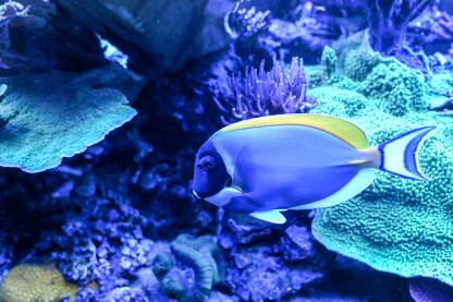 Prekrasna tropska riba pliva u morskoj vodi. Divlje ribe uz koralje. Akvarijum
