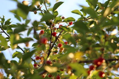 Plod trešnje u sunčanom danu.